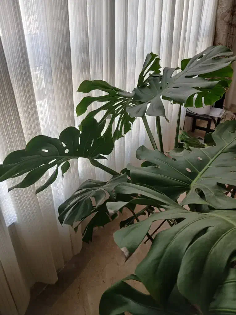 برگ انجیری مونسترا|گل و گیاه طبیعی|تهران, شهرک آزادی|دیوار