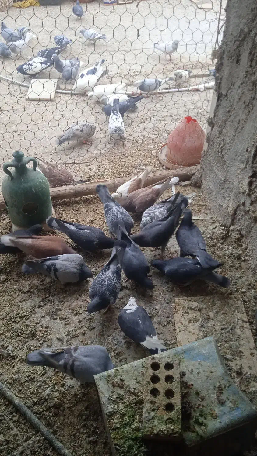 تهرانی دولتهای ۸۰ تومن|پرنده|فلاورجان, |دیوار