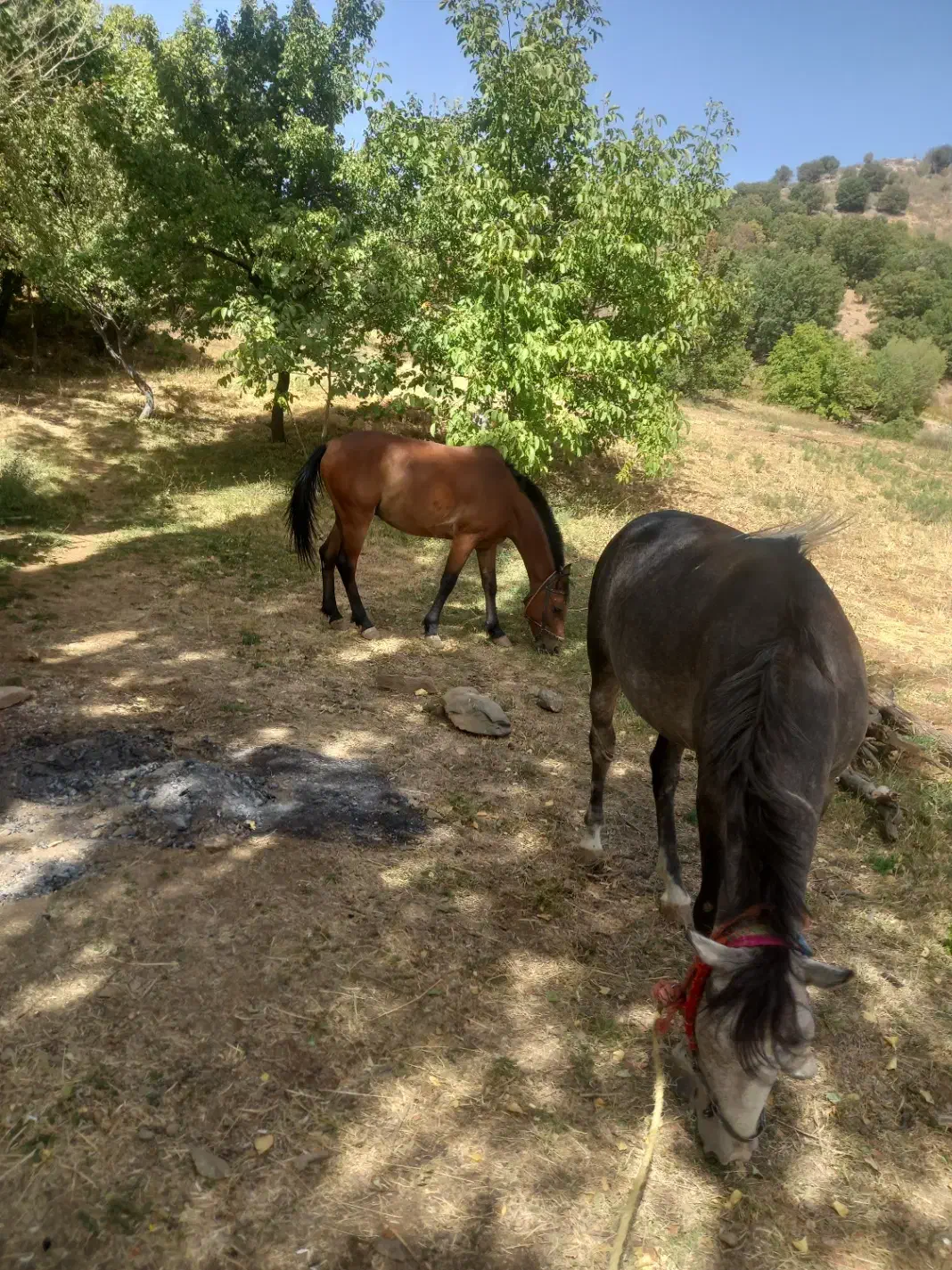 اسب|اسب و تجهیزات اسبسواری|بانه, |دیوار