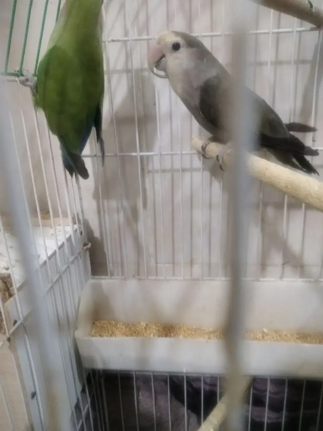 یک جفت کوتوله نیمه دستی|پرنده|میبد, |دیوار