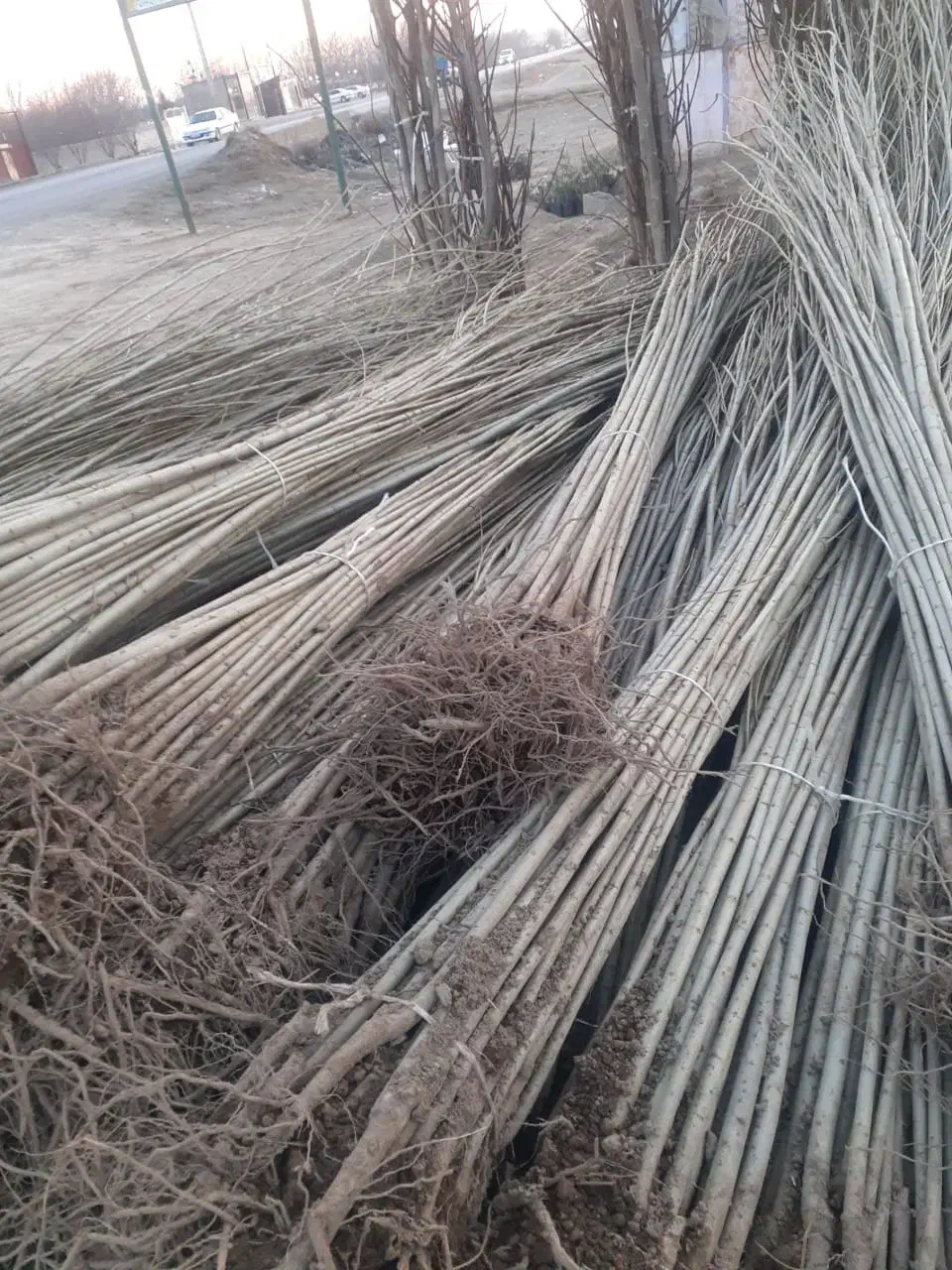 عرضه نــهالهای ریـشه لخت عمده وخردهـاز خـزانه|خدمات باغبانی و درختکاری|مشگین شهر, |دیوار