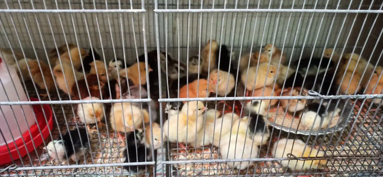 جوجه مرغ گلین و لوهمن آلمانی|حیوانات مزرعه|بندر کنگان, |دیوار