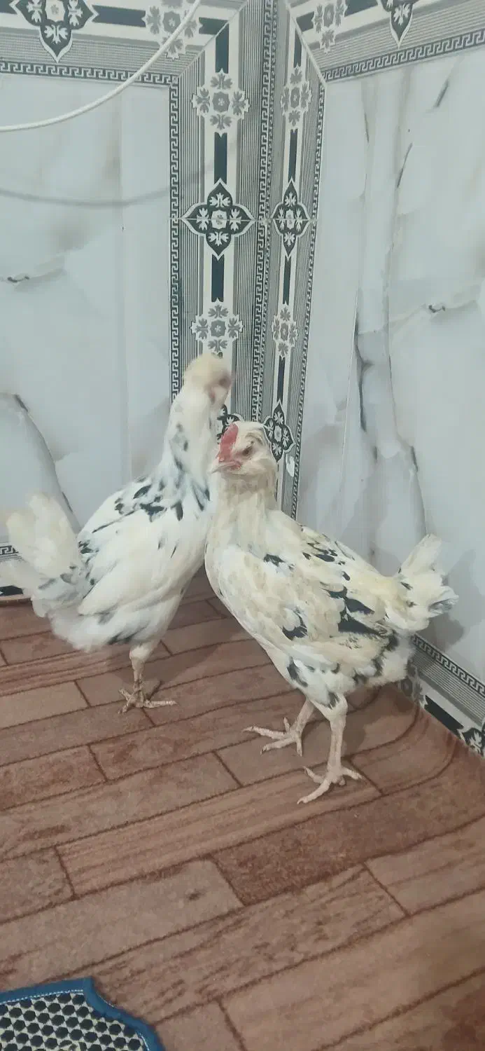 ۳ عدد مرغ گلین|حیوانات مزرعه|انبارآلوم, |دیوار