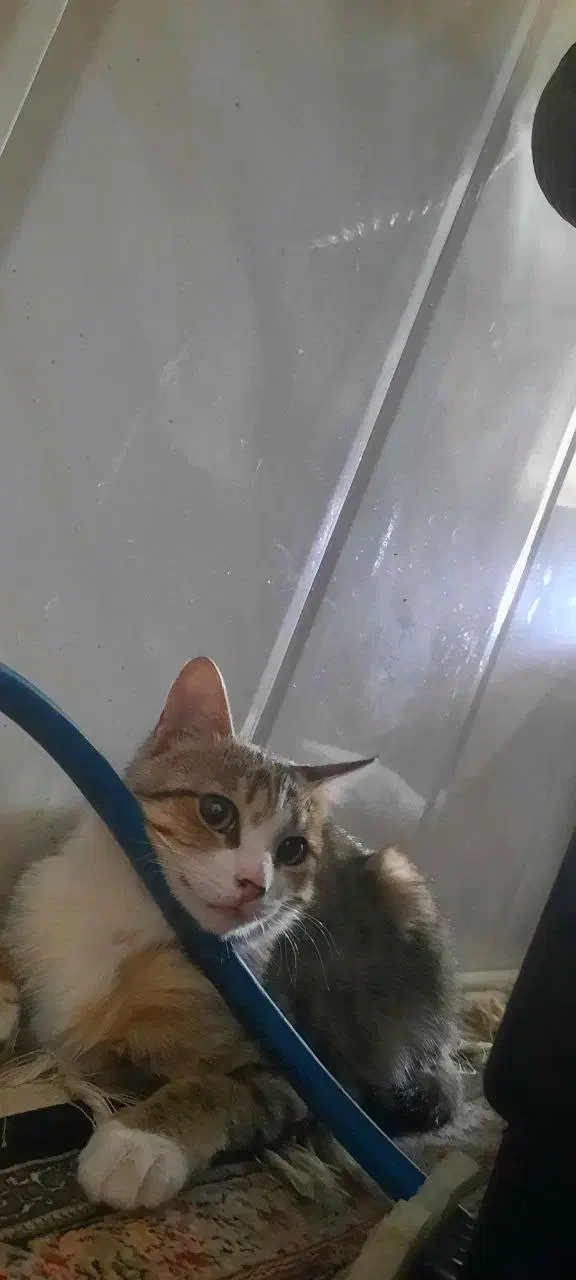 گربه گم شده در محدوده خیابان فرودگاه|حیوانات|زنجان, |دیوار