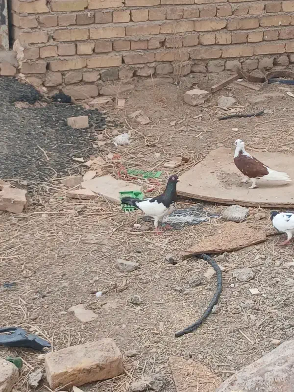 کبوتر|پرنده|بوئین زهرا, |دیوار