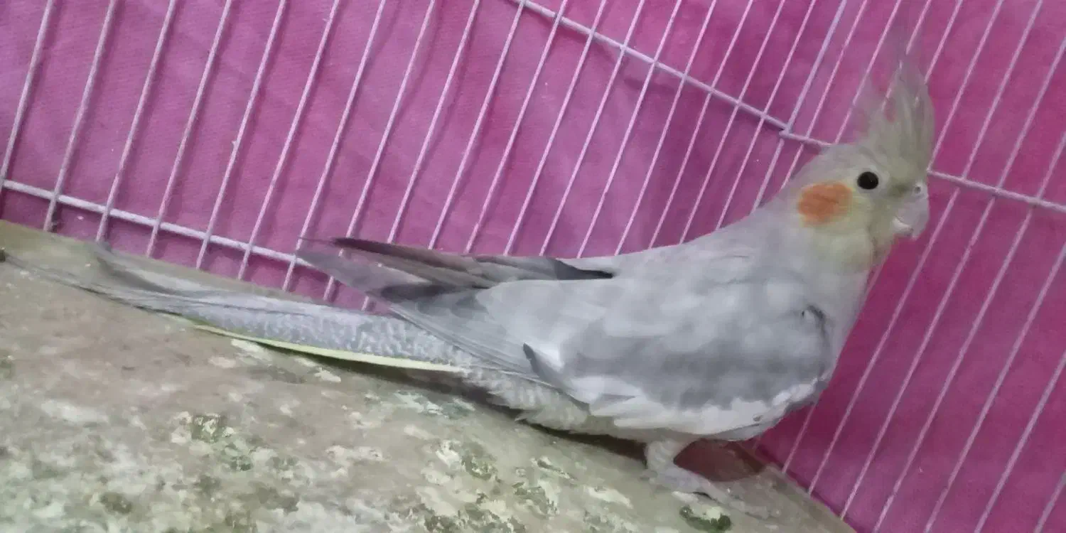 عروس|پرنده|باخزر, |دیوار