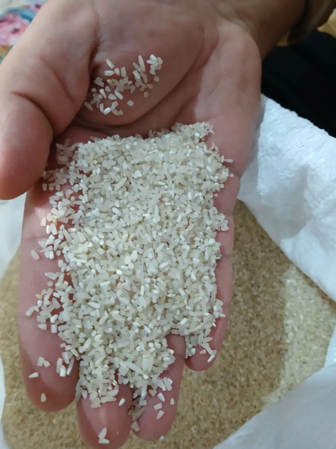 برنج سر لاشه طارم محلی فجر درجه یک|عمده‌فروشی|تربت جام, مسکن مهر|دیوار