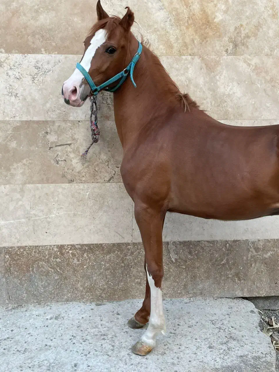 مادیان سواری دار|اسب و تجهیزات اسب‌سواری|یاسوج, |دیوار