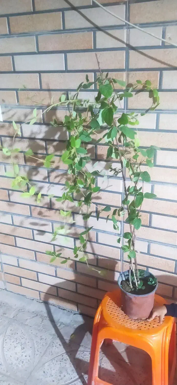 گل یاس امین دواله|گل و گیاه طبیعی|قهدریجان, |دیوار