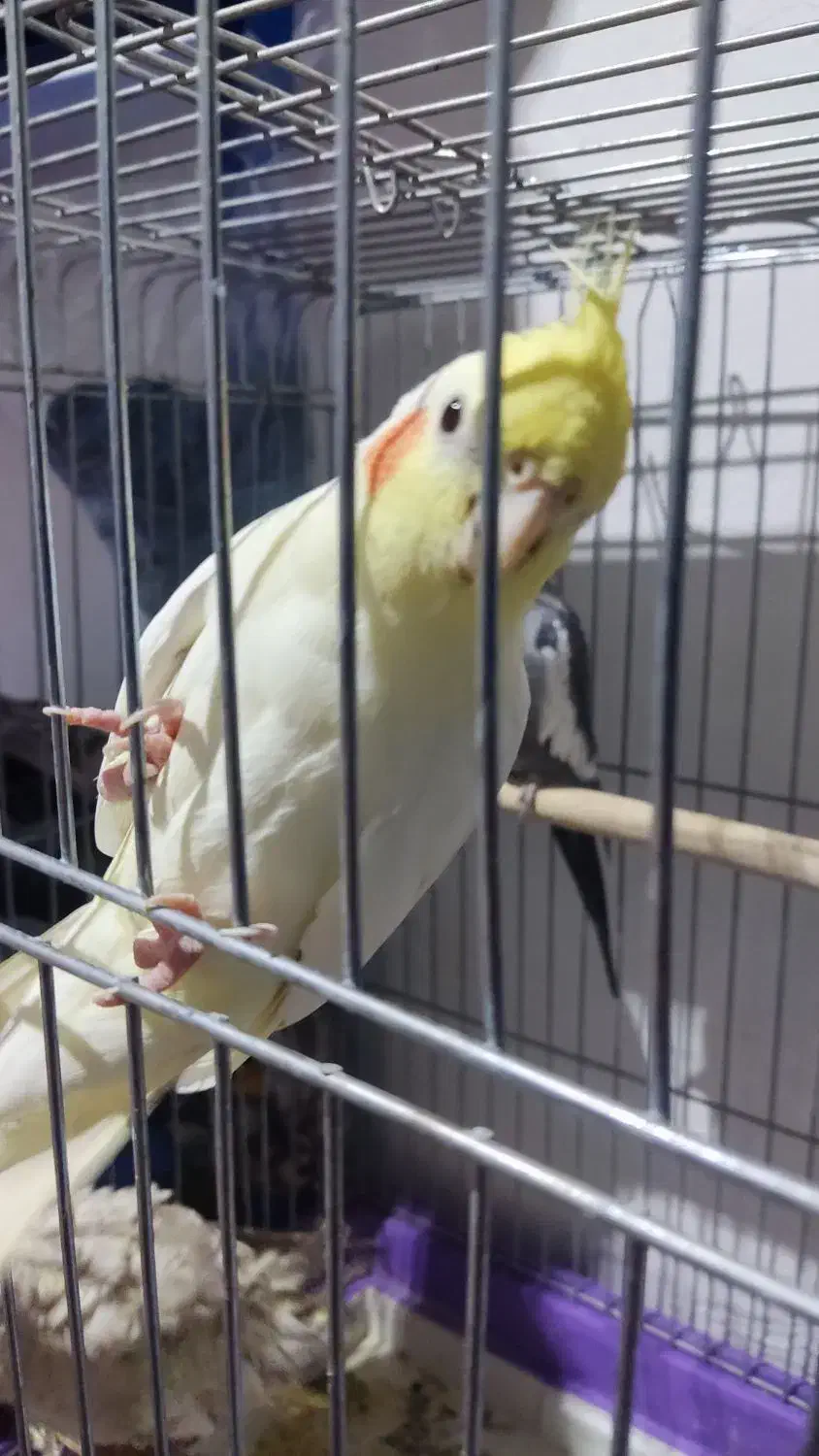 عروس هلندی بالغ|پرنده|بومهن, |دیوار