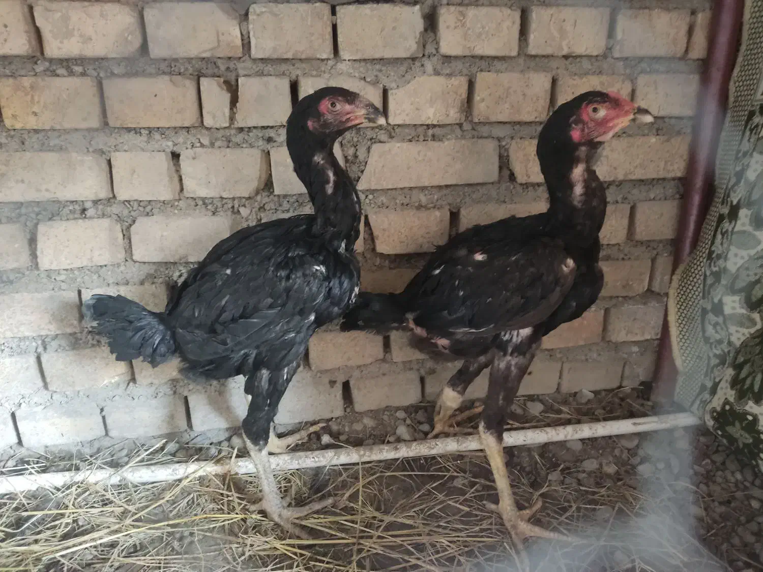 جوجه لاری 3 ماهه مرغ و خروس افغان|حیوانات مزرعه|خان ببین, |دیوار