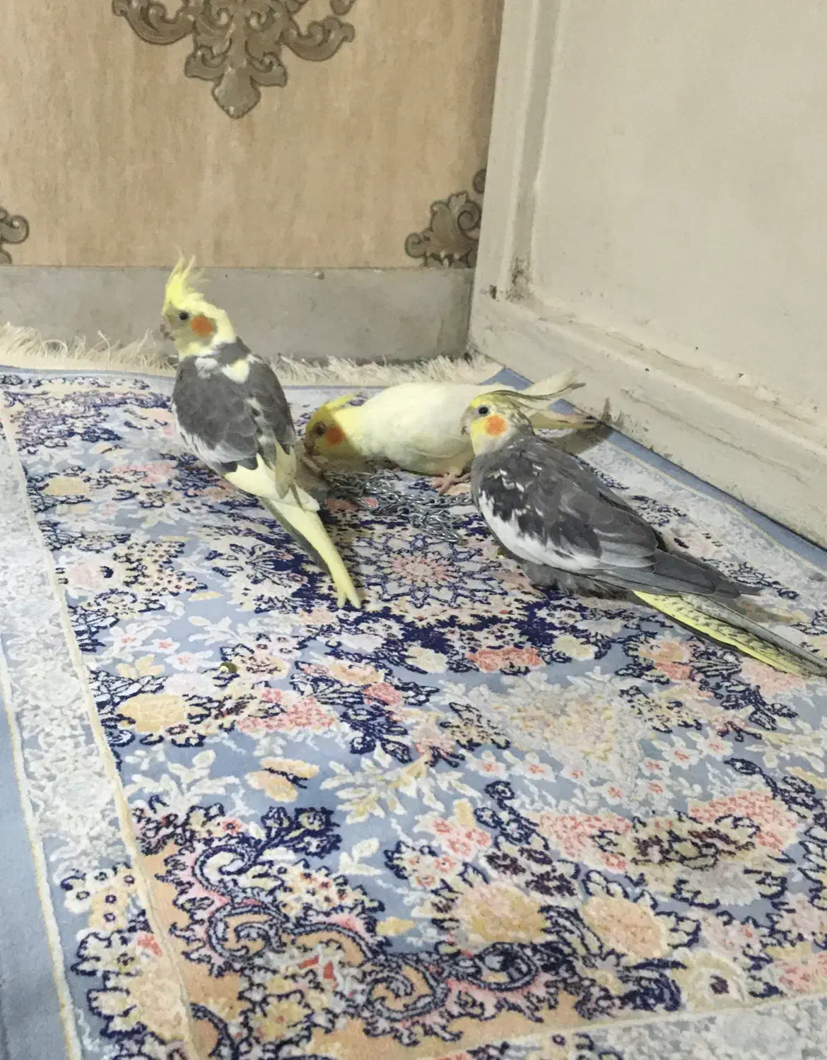 پرنده زینتی عروس|پرنده|مشکین‌دشت, |دیوار