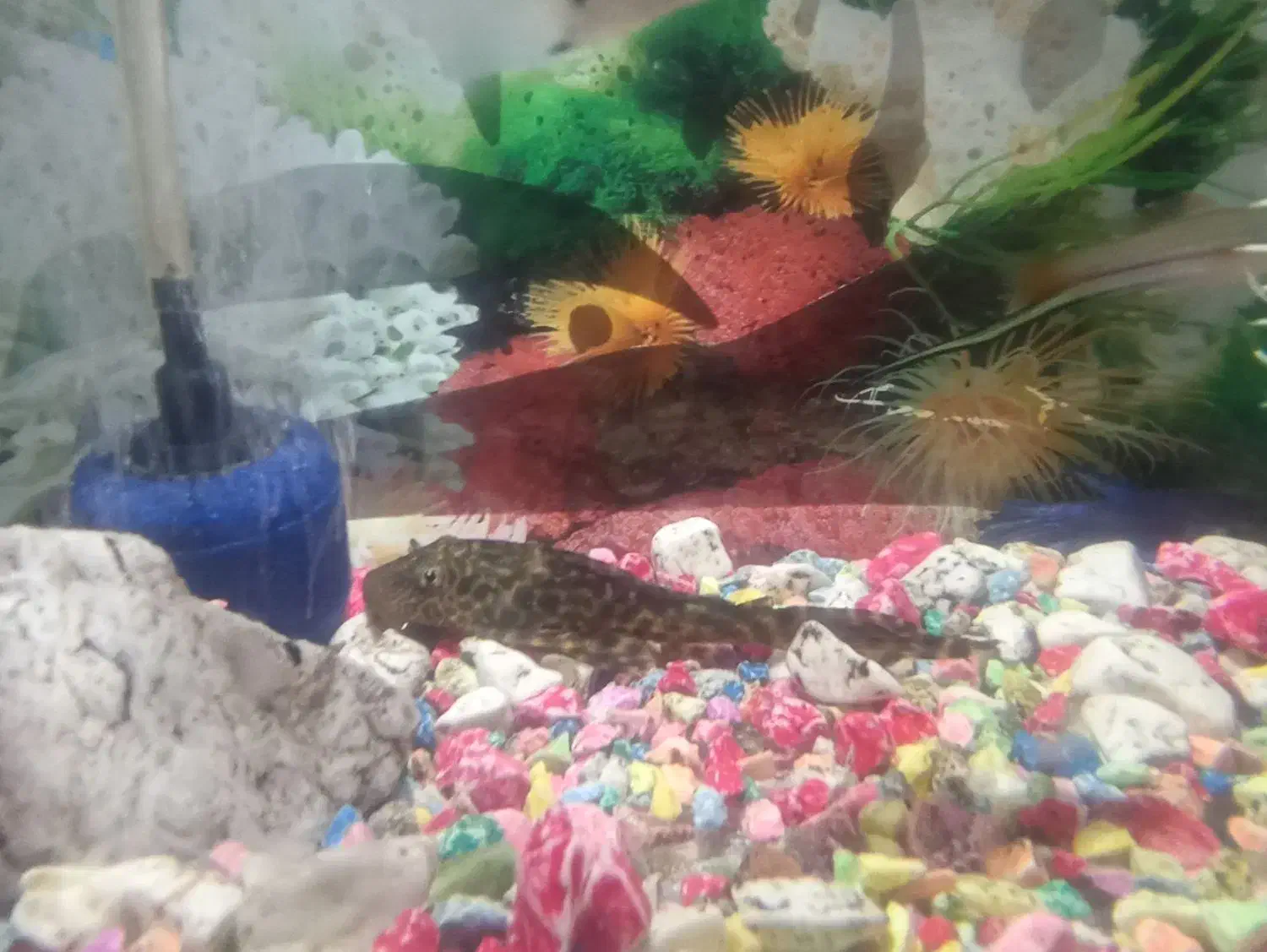 ماهی|ماهی|نیشابور, کوی یغما|دیوار