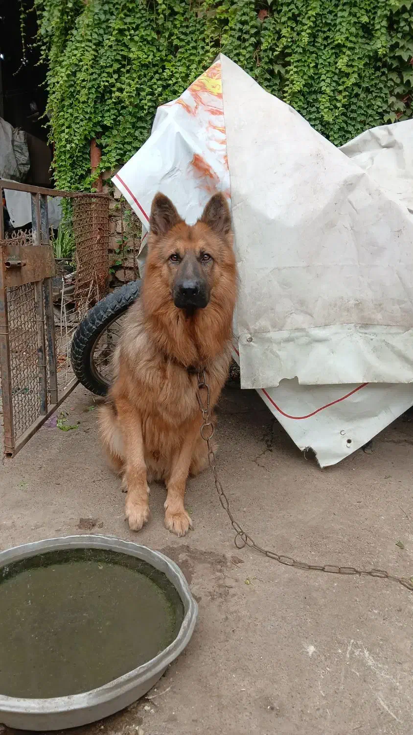 سگ ژرمن معاوضه|سگ|گرگان, |دیوار