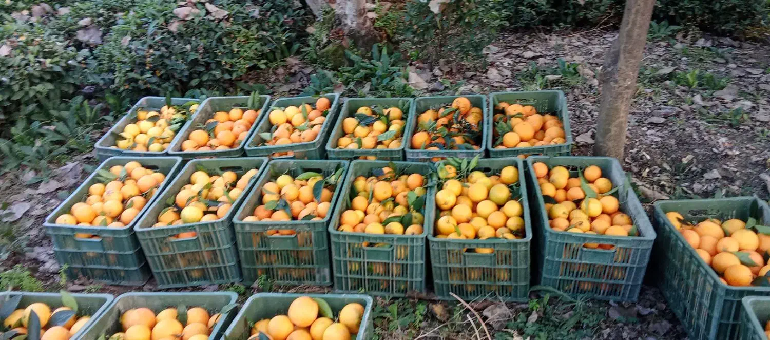 فروش پرتقال شیرین و ارگانیک|خوردنی و آشامیدنی|املش, |دیوار