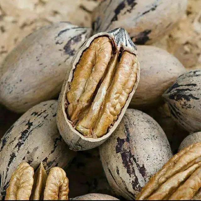 نهال انگور، گردو، گلابی|گل و گیاه طبیعی|صومعه‌سرا, |دیوار