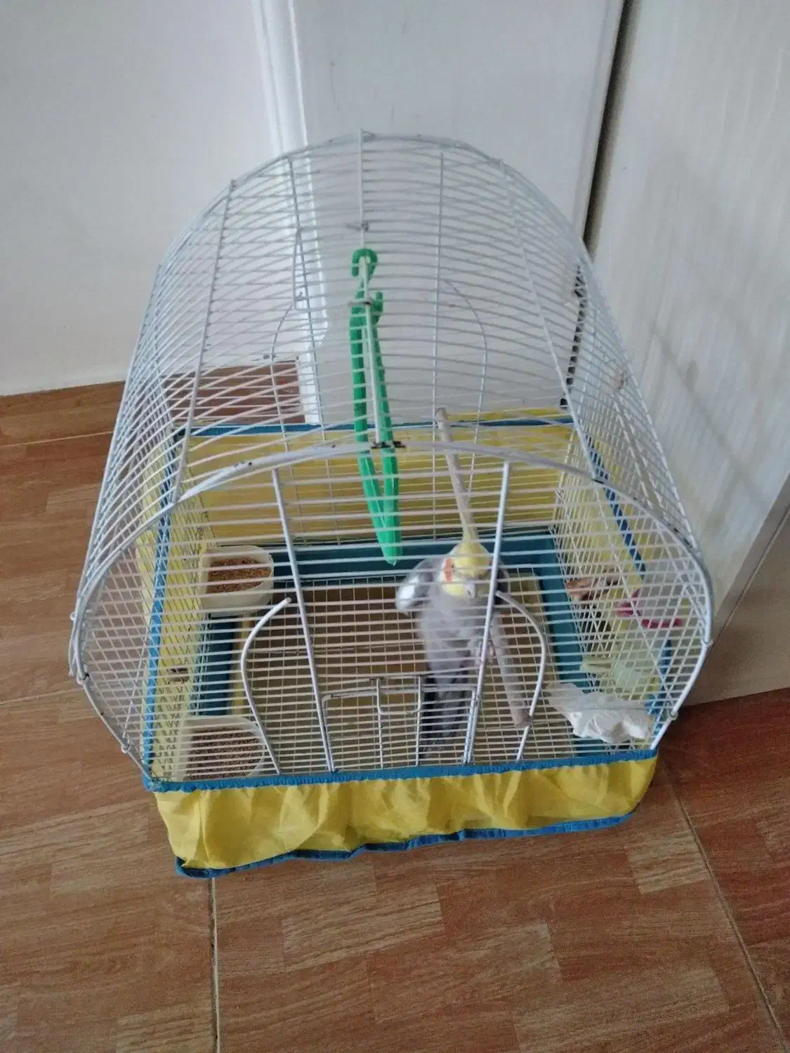 عروس هلندی سخنگو|پرنده|رشت, پیرکلاچای|دیوار