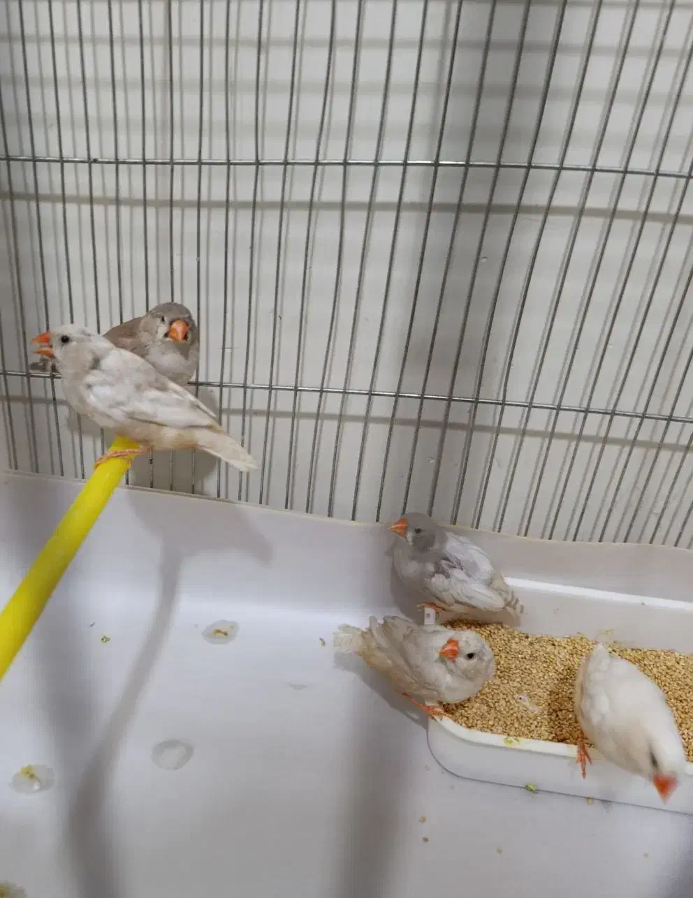 فروش فنچ کینگ|پرنده|سیرجان, |دیوار