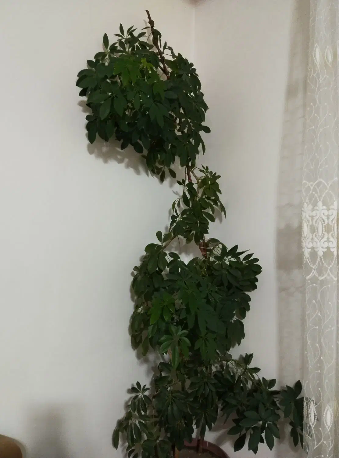 گل شفلرا|گل و گیاه طبیعی|مشگین شهر, |دیوار