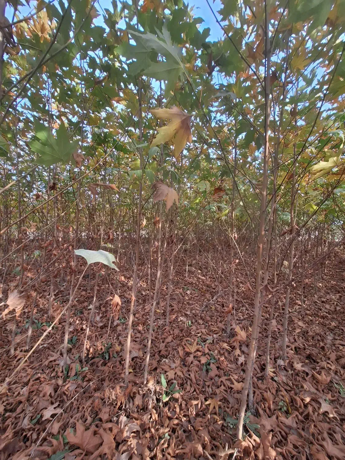 چنار سفید اصفهان|خدمات باغبانی و درختکاری|شاندیز, |دیوار