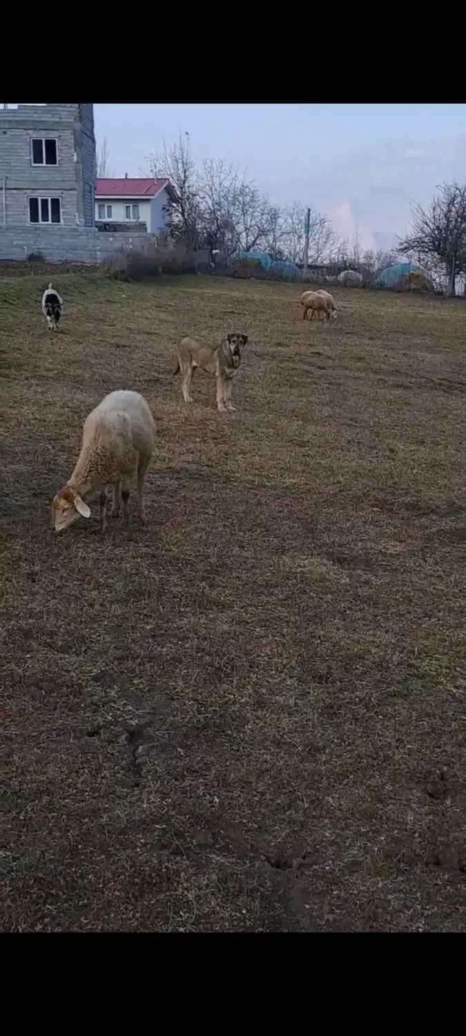 سگ پژدر|سگ|منجوان, |دیوار