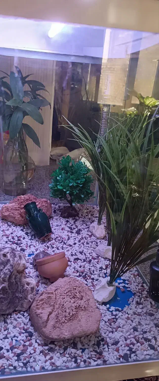 آکواریوم شرکتی شیشه خم دردار درحدنو با کلی وسیله .|ماهی|قزوین, |دیوار