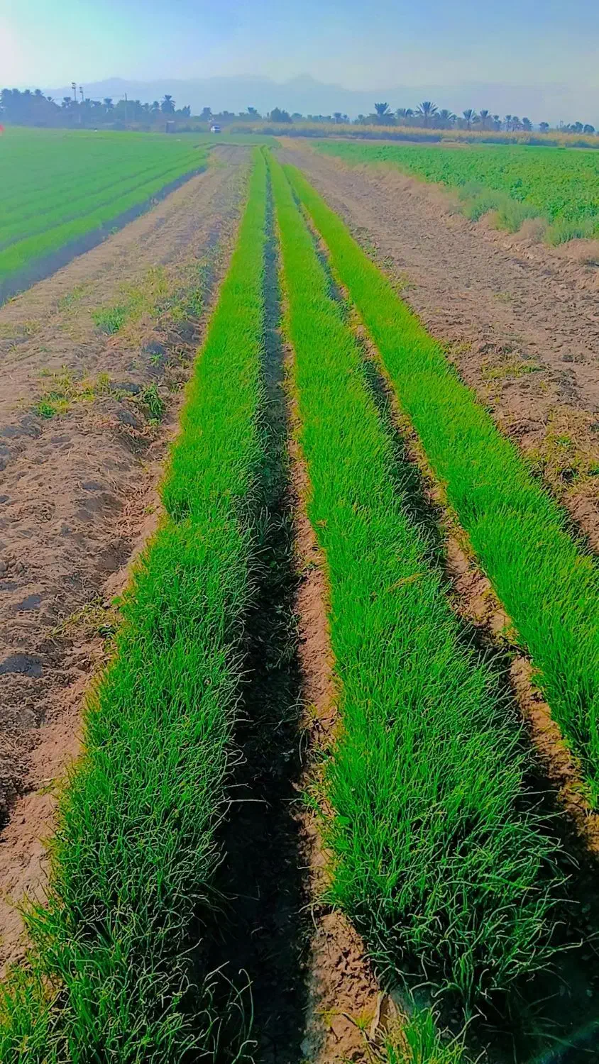 نهال پیاز راتاپاکتی|گل و گیاه طبیعی|جیرفت, |دیوار