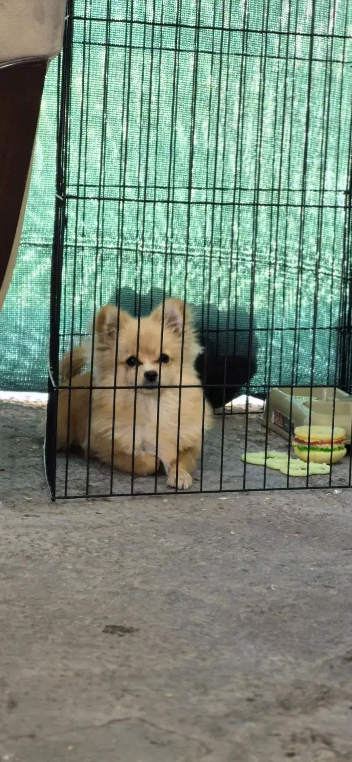 سگ پامر روباهی سایز صفر|سگ|فسا, |دیوار