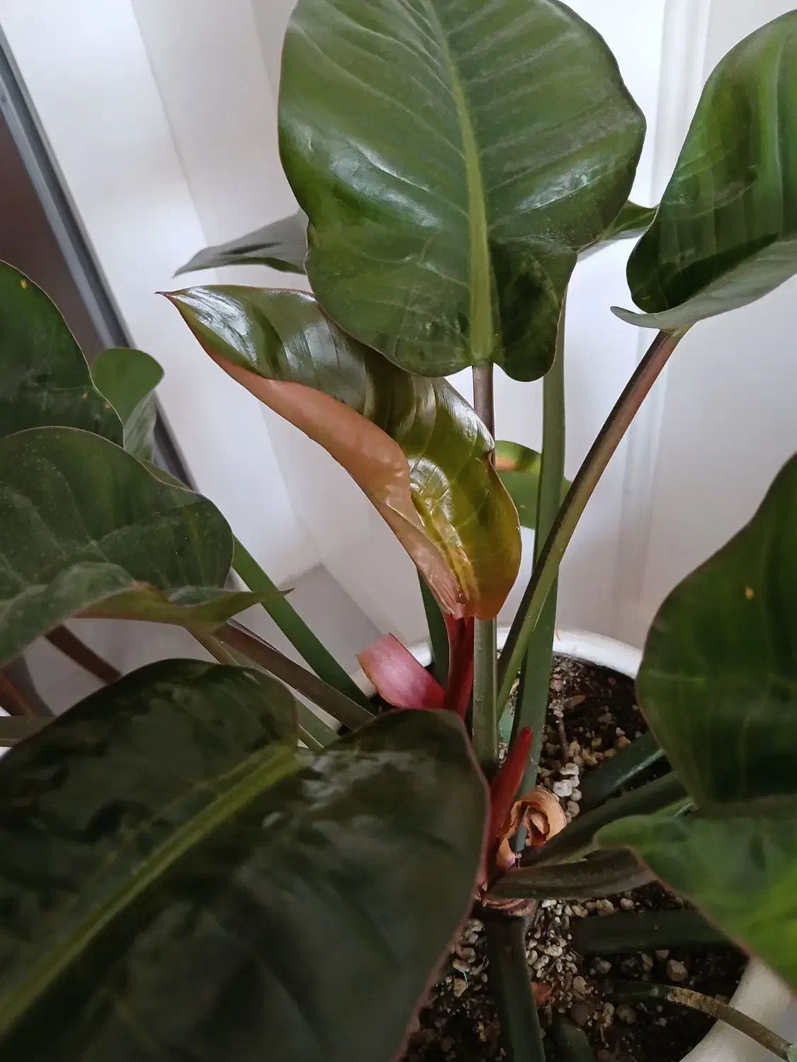 گل فلیندرون شرابی سایزبزرگ|گل و گیاه طبیعی|اصفهان, ملکشهر|دیوار