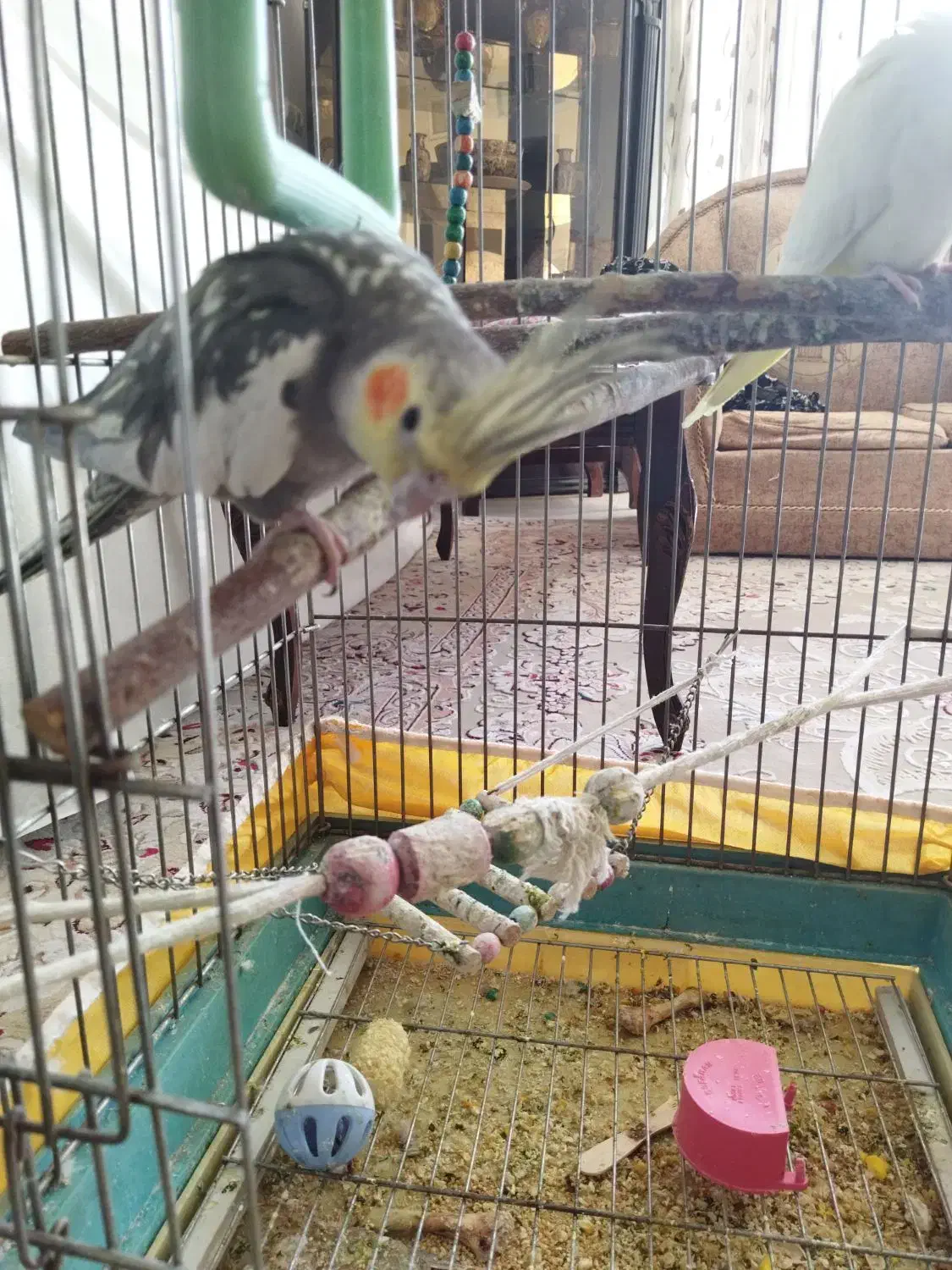 عروس هلندی|پرنده|اصفهان, تصفیه خانه فاضلاب|دیوار