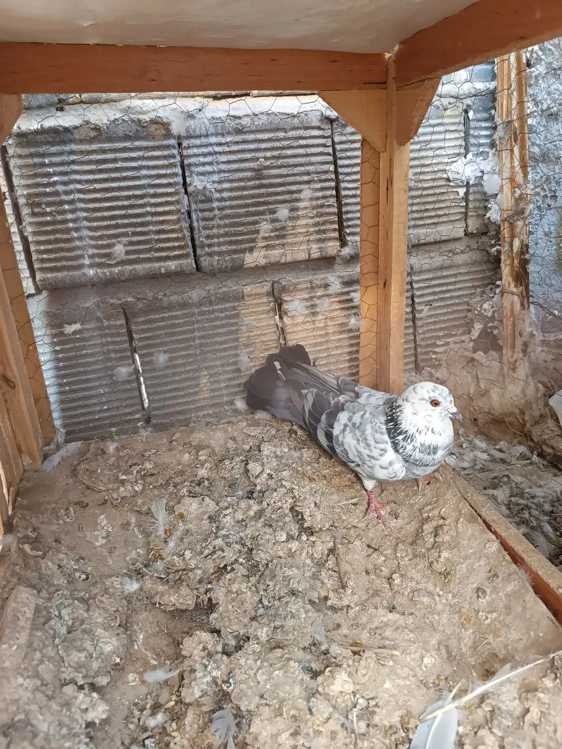 پرشی .|پرنده|اصفهان, شاهد|دیوار