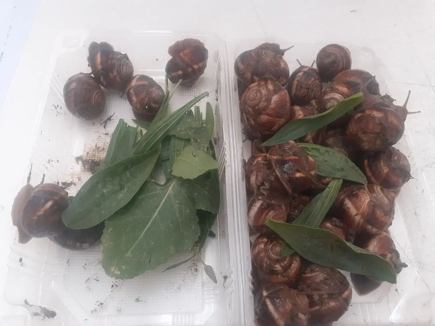 حلزون اسکارگو طبی|خزنده|اهر, |دیوار