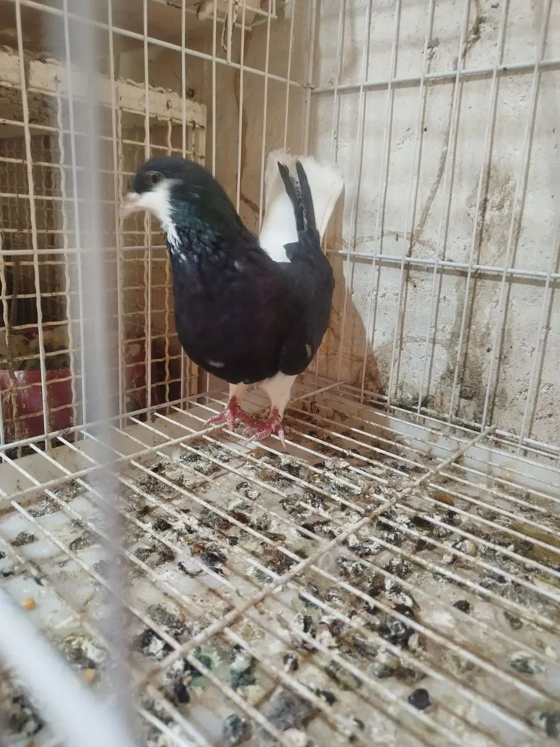 خوشرنگ|پرنده|اهرم, |دیوار