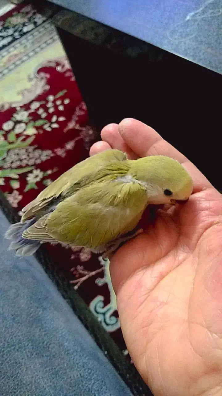 طوطی برزیلی|پرنده|اصفهان, منتظرالمهدی|دیوار