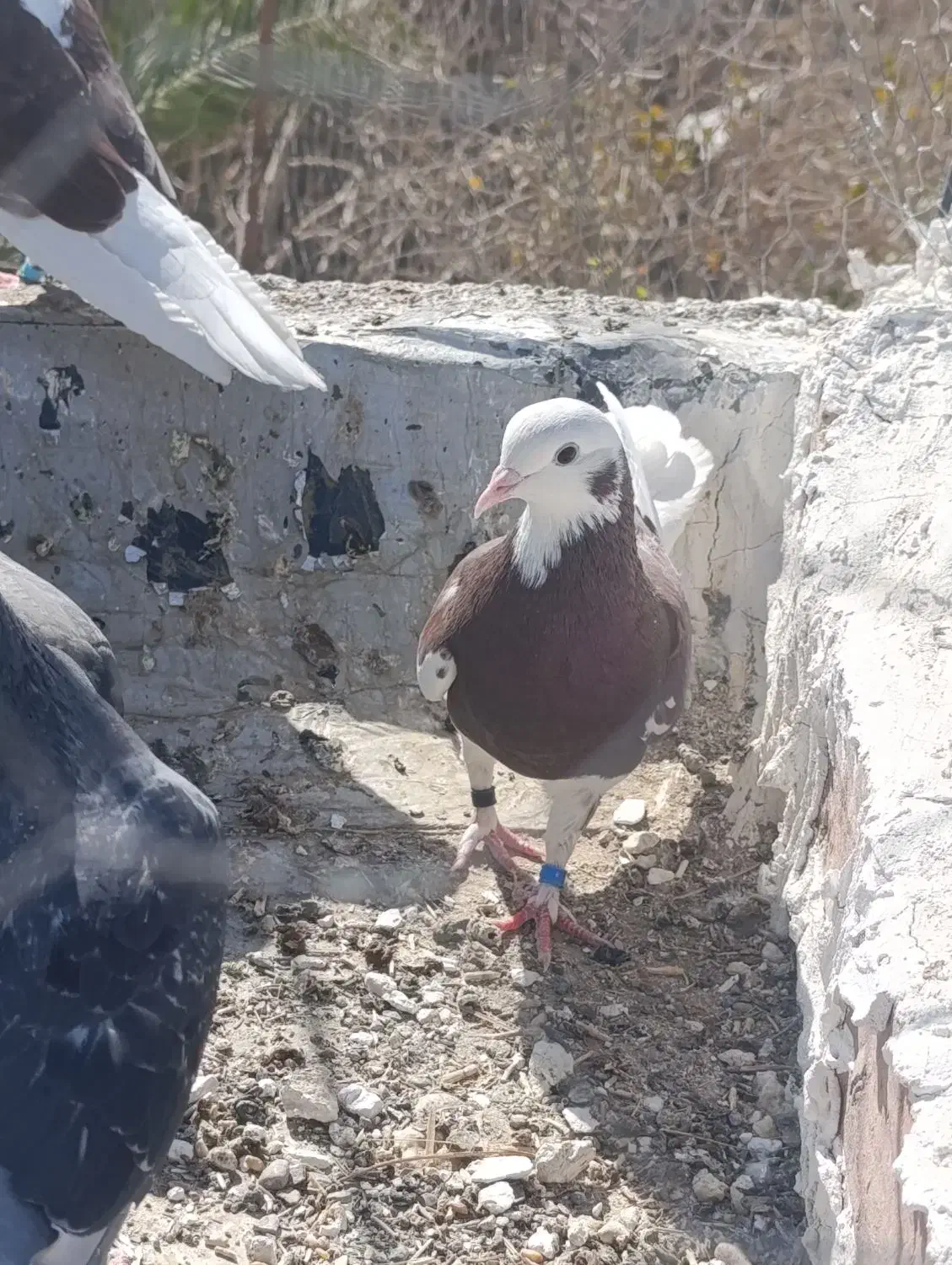 نر ماده کبوتر تهران|پرنده|زابل, |دیوار