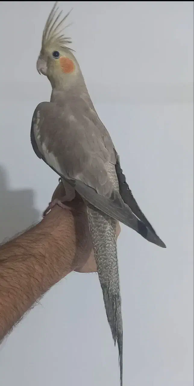 فردش پرنده|پرنده|چناران, |دیوار