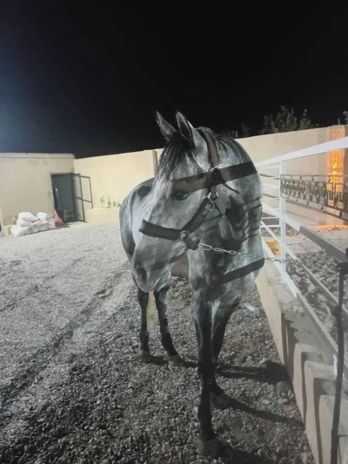 نریان ۷ساله درشت صیح سلامت مخصوص سواری آزاد پرش|اسب و تجهیزات اسب‌سواری|تهران, آشتیانی|دیوار