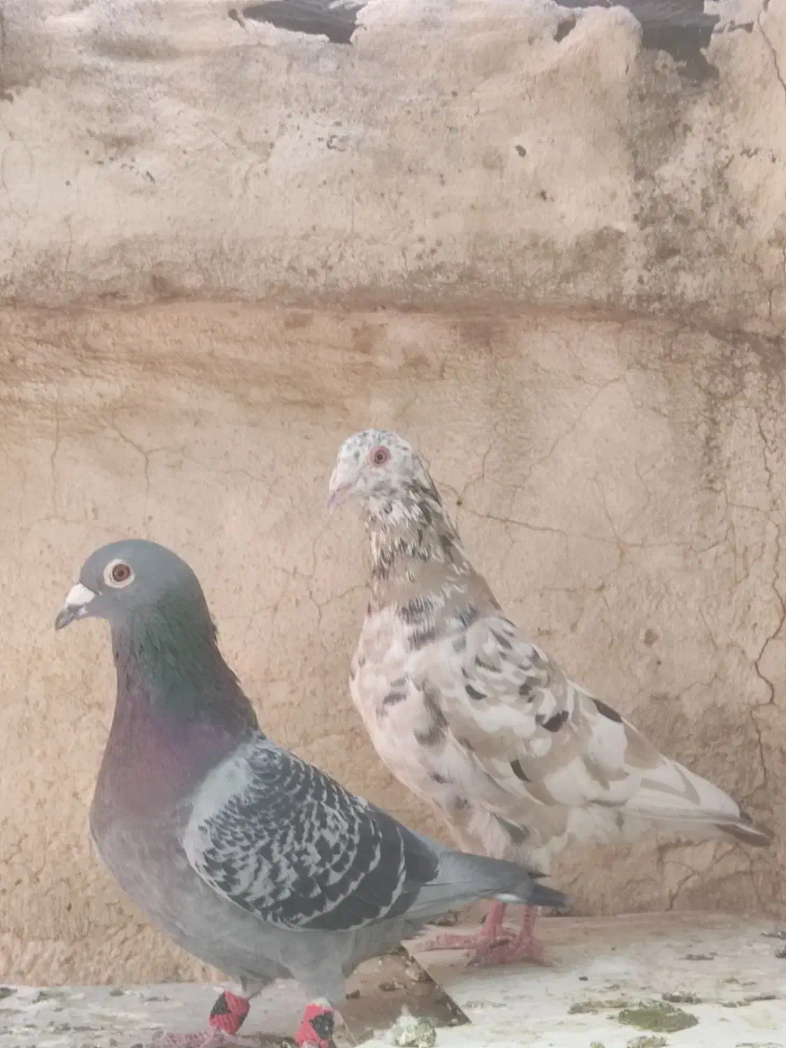 سرور|پرنده|شیراز, سجادیه|دیوار