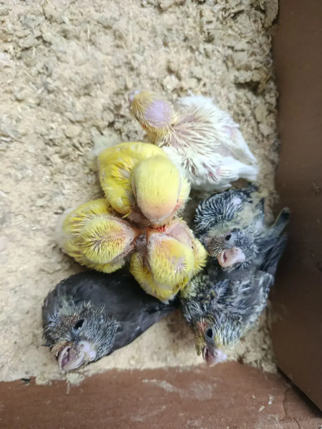 جوجه عروس هلندی|پرنده|قم, انصار‌الحسین|دیوار