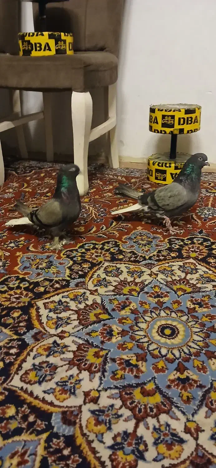 کفتر سبزدم سفید|پرنده|تهران, مینابی|دیوار