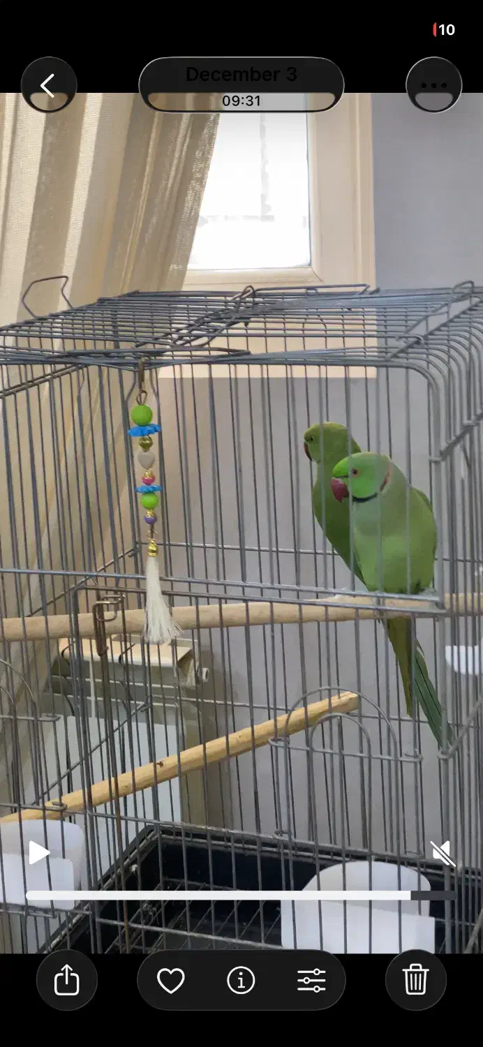 فروش طوطی ملنگو|پرنده|جوادآباد, |دیوار