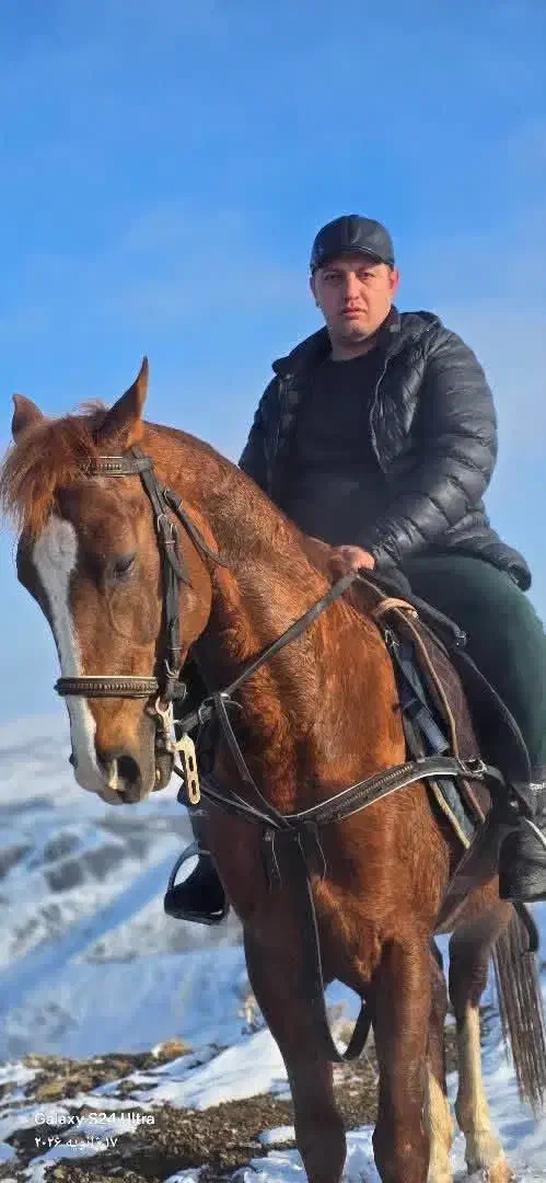 فروش فروی اسب نریان|اسب و تجهیزات اسبسواری|شاندیز, |دیوار