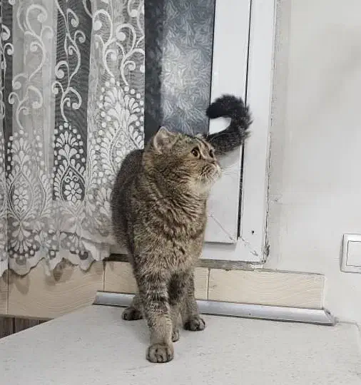 گربه اسکاتیش بلک گلد ماده شناسنامه دار و اصیل|گربه|تهران, طیب|دیوار