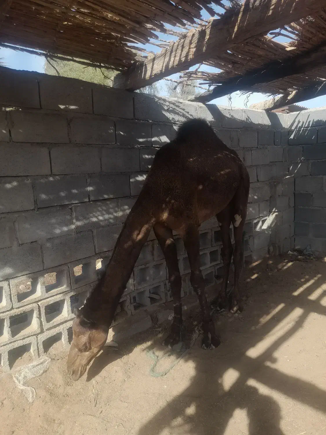 فروش دوعدد شتر نردوسال|حیوانات مزرعه|میناب, |دیوار