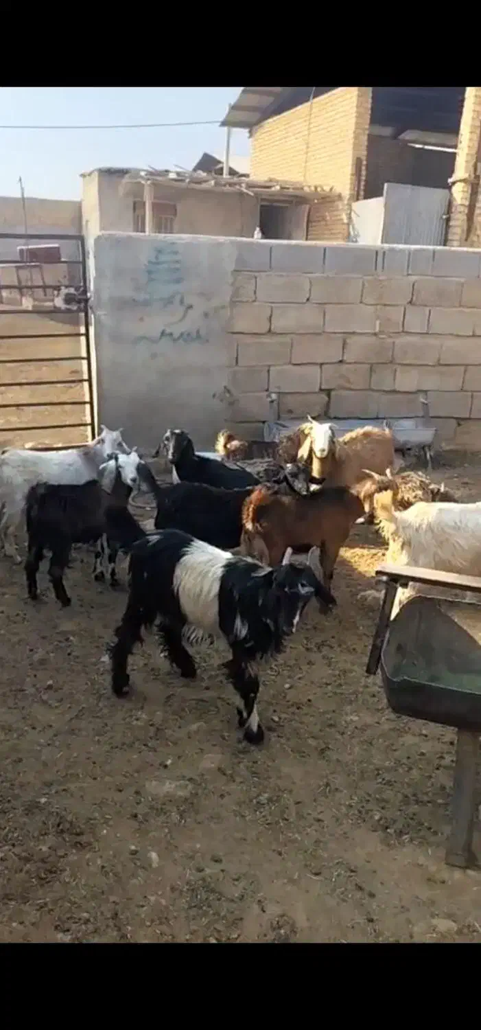 کهره سبک|حیوانات مزرعه|شیراز, کوشک بیدک|دیوار
