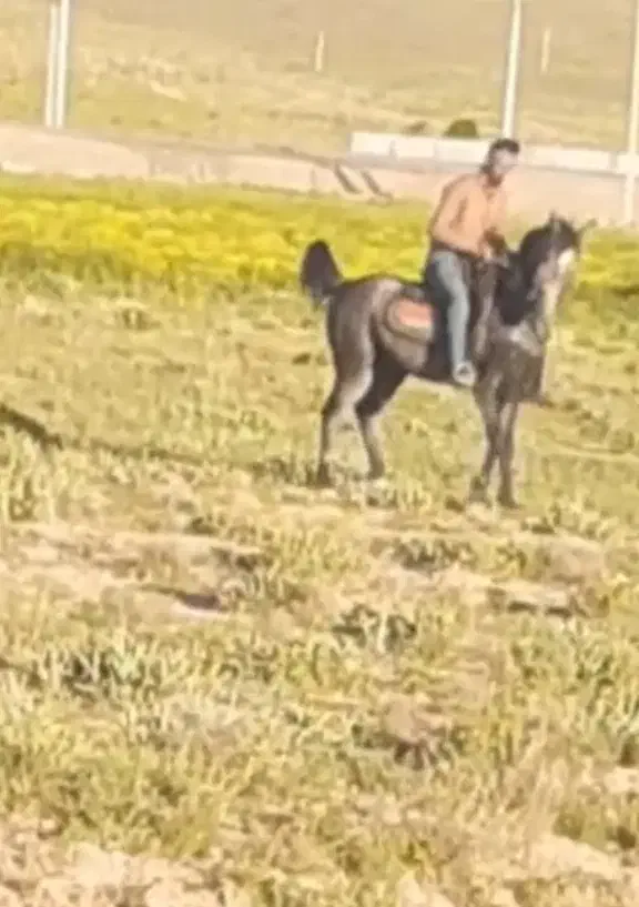 نریان شجره دار سن چهار به پنج|اسب و تجهیزات اسب‌سواری|اندیمشک, |دیوار