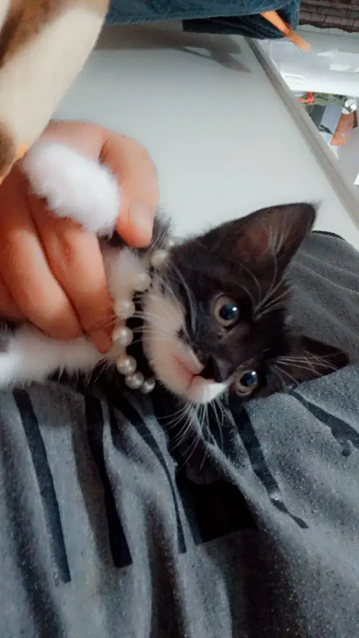 واگذاری رایگان|گربه|قم, پردیسان|دیوار