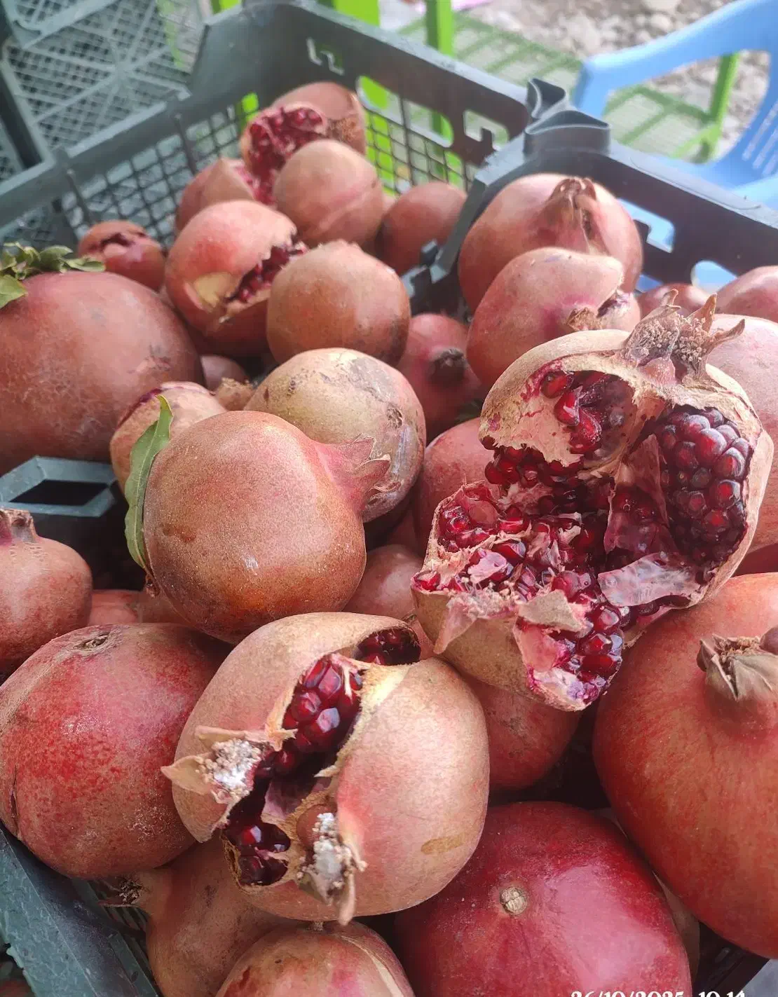 انار|خوردنی و آشامیدنی|جهرم, |دیوار