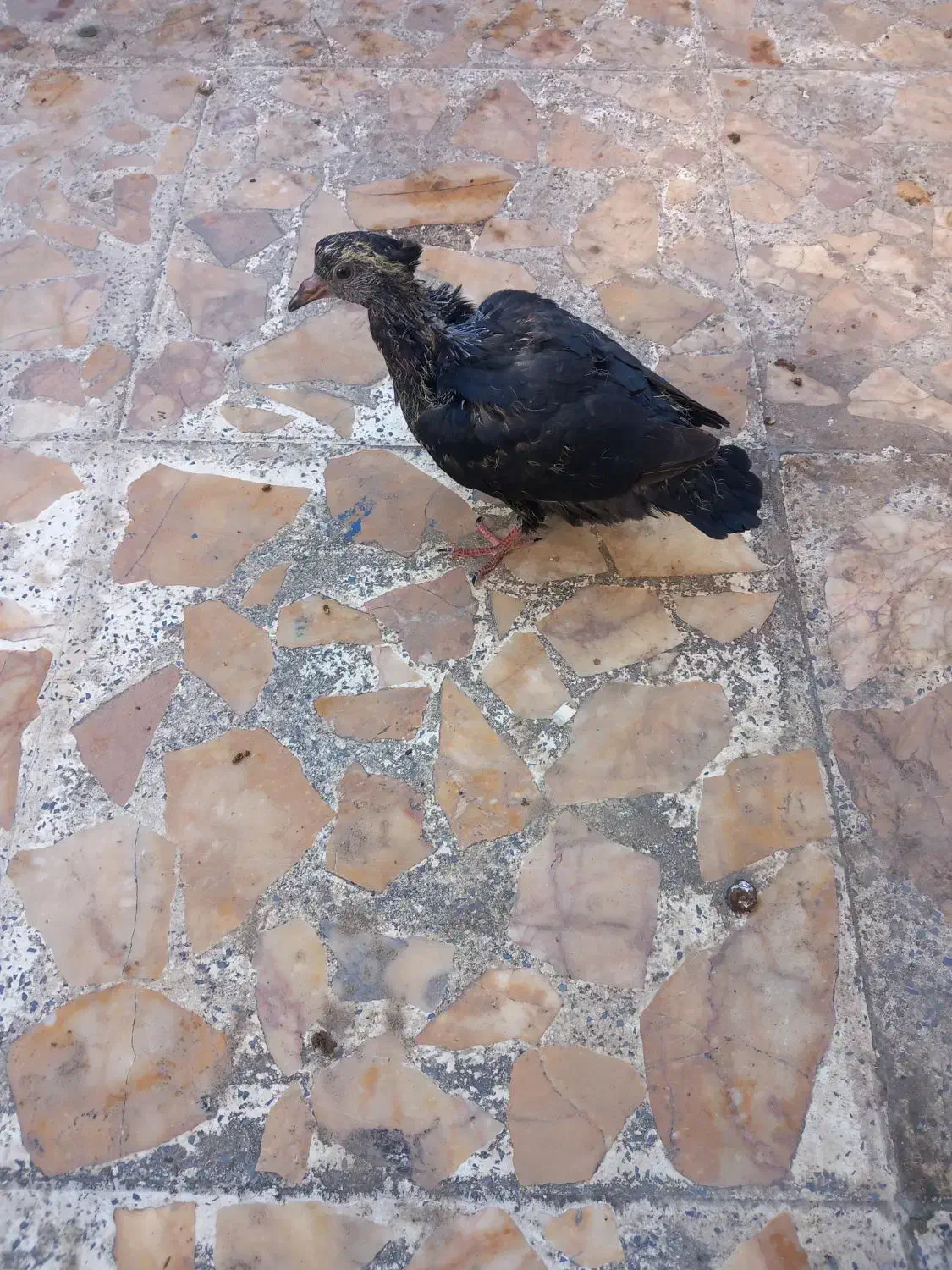 گمشدن جوجه کبوتر|حیوانات|رشت, استقامت ۲|دیوار