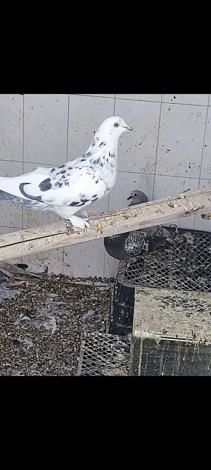 کفتر ماده پرشی پرپا|پرنده|یزد, |دیوار